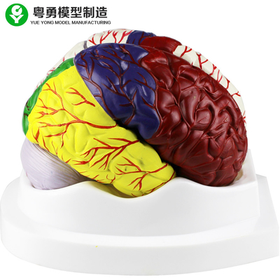 El modelo de la anatomía del cerebro humano/el cerebro plástico educativo modela el material del PVC