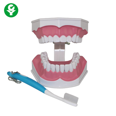 Modelo humano de los dientes para la demostración de la educación del cepillado de diente de los estudiantes dentales