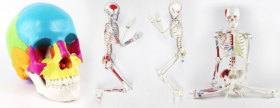 Modelo del esqueleto del cuerpo humano
