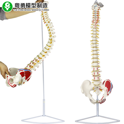 Cabeza médica del fémur del punto del músculo de la pelvis del modelo de la columna espinal anatómica