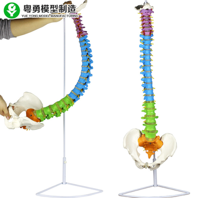 Columna médica 3,5 kilogramos anatómicos del modelo de la espina dorsal de la zona del color de la pelvis de la espina dorsal