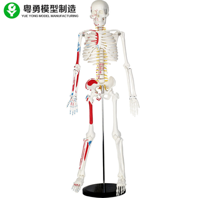 Modelo esquelético humano de tamaño natural plástico con los músculos los 85cm 2,0 kilogramos de peso