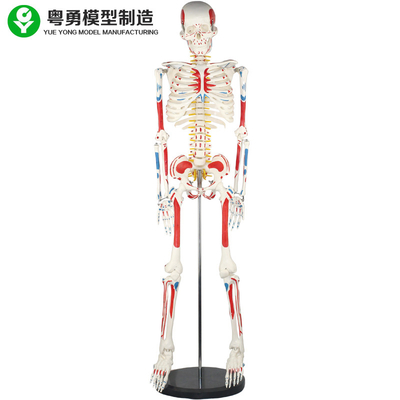 El modelo esquelético adulto del cuerpo humano/la anatomía humana del músculo y del esqueleto modelan