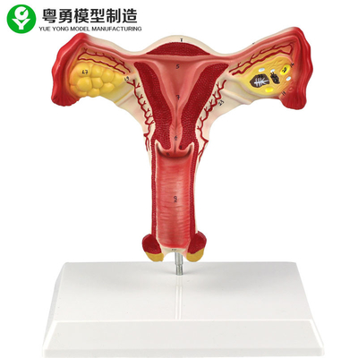 Aprendizaje vaginal modelo anatómico femenino de los estudiantes del ovario humano del útero