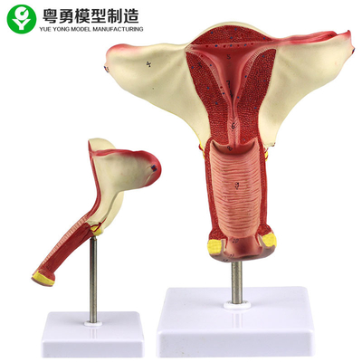 Modelo humano de la anatomía del útero/exhibición de enseñanza modelo de la demostración del ovario del útero de la vagina