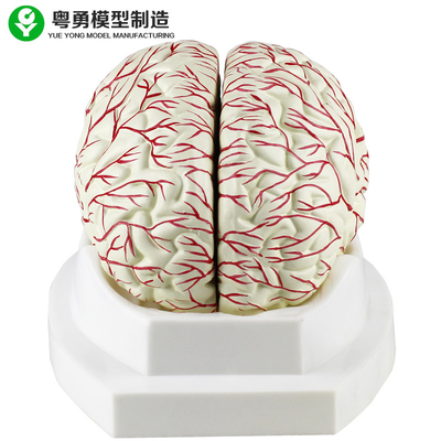 La exhibición médica de la arteria cerebral del modelo del cerebro humano se puede dividir en 8 porciones