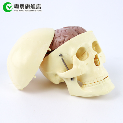 Modelo medio del cráneo de la anatomía/cráneo plástico humano con el cerebro anatómico