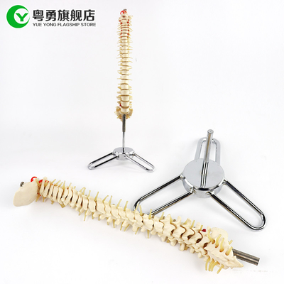 Tamaño esquelético del modelo de la espina dorsal mediana/del modelo el 10X38X10CM de la anatomía de la espina dorsal