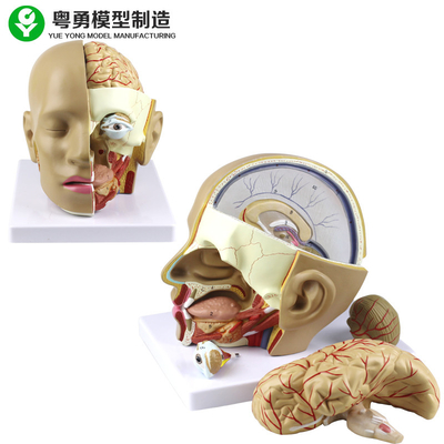 Modelo plástico de la anatomía de la cabeza humana del modelo/PVC del cráneo de la anatomía con el cerebro