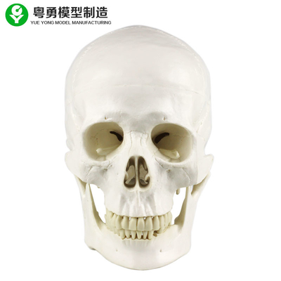 Modelo del cráneo de la anatomía/tipo humanos modelo médico de tamaño natural de la anatomía del cráneo