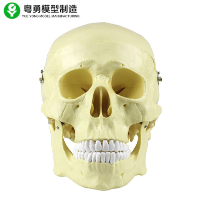Alta precisión de la anatomía del cráneo del modelo del plástico 20X14X20 cm del solo tamaño principal del paquete