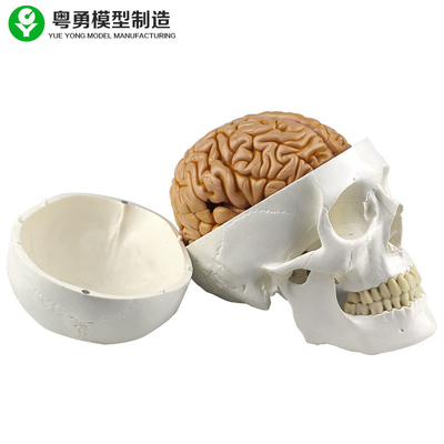 Reproducción humana de tamaño natural del cráneo incluyendo 8 porciones de cerebro desmontable de la enseñanza médica