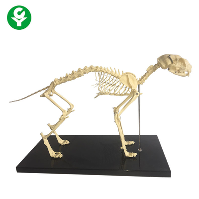 La anatomía animal del hueso natural esquelético modela/modelo anatómico del esqueleto del gato