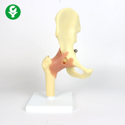 El modelo plástico de la junta de cadera de la anatomía para enseñar a 0,6 kilogramos escoge el peso bruto