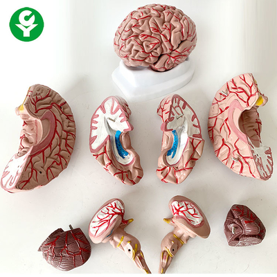 8 porciones del cerebro de la anatomía del modelo de tema 1,5 kilogramos de tamaño natural humanos de la ciencia médica