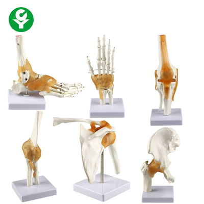 Hueso humano del mismo tamaño del modelo de la junta de la mano del modelo de las juntas/del pie de la rodilla de la cadera del codo del hombro