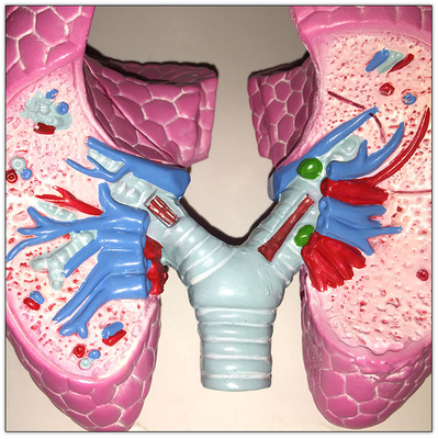 Modelo plástico el 19x13x17cm de aprendizaje visceral de los órganos del cuerpo humano del pulmón de COPD