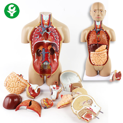 Unsex el torso que los órganos modelo incluyen el estómago principal del corazón de los pulmones del cerebro del tronco