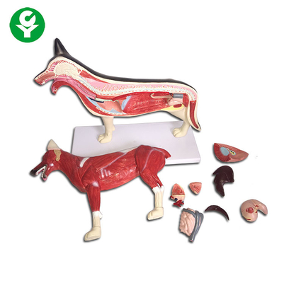 La figura anatomía animal del perro modela el hígado del corazón del pulmón del cuerpo entero disponible