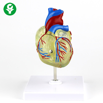 Plástico transparente del modelo médico adulto humano del corazón para la demostración