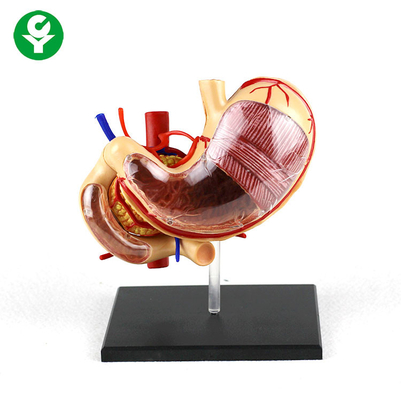 0,5 kilogramos del PVC de la anatomía del cuerpo humano de los órganos de ayuda gástrica de la escuela modelo desprendible