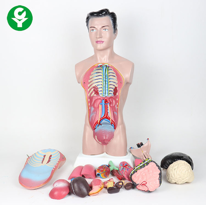 alto modelo del torso del cuerpo humano de los 44cm/modelo masculino de la anatomía de la anatomía 3,0 kilogramos