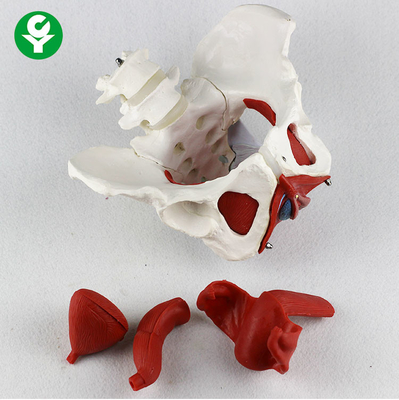 Modelo humano de la pelvis con tamaño anatómico del paquete del piso de los músculos los 38X35X25cm solo 