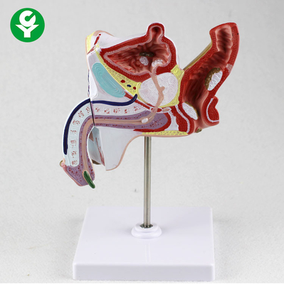 Enseñanza genitourinaria de las partes del cuerpo del sistema urogenital educativo anatómico de los modelos