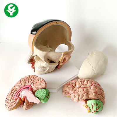 Paquete anatómico del cerebro de la anatomía de la arteria craneal estructural 20X18X18 cm del modelo