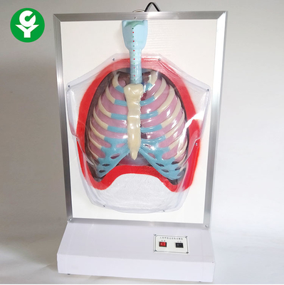 Maniquíes médicos eléctricos del entrenamiento/modelo de sistema respiratorio humano del movimiento