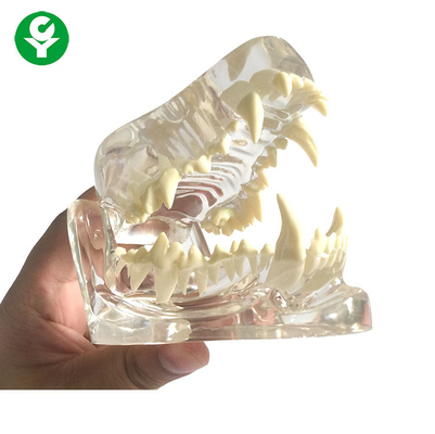 Los dientes transparentes/dentales del hueso del mandíbula del cráneo del perro de la anatomía de perro modelan el material del PVC
