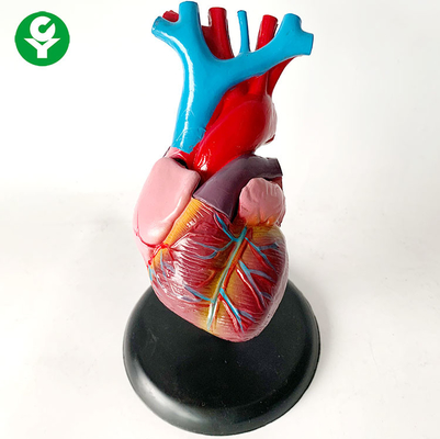 Modelo/corazón de los órganos del cuerpo humano de la anatomía que entrena al modelo de sistema del órgano visceral
