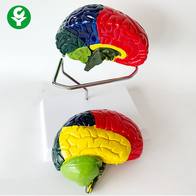 Modelo de tamaño natural anatómico del cerebro de la separación cromática de dos rebanadas 1,0 kilogramos